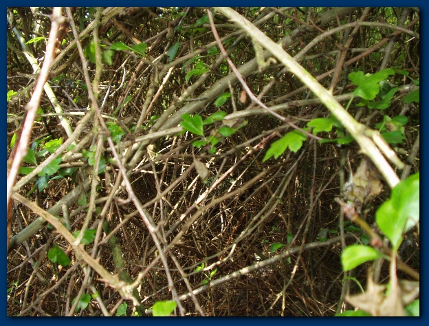 600x449 pixels (194K)